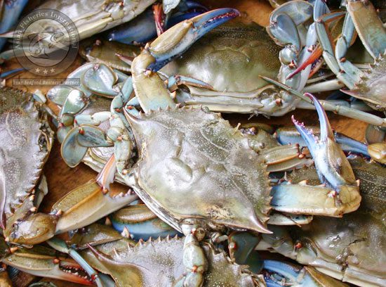 BLUE-SWIMMING-CRABS