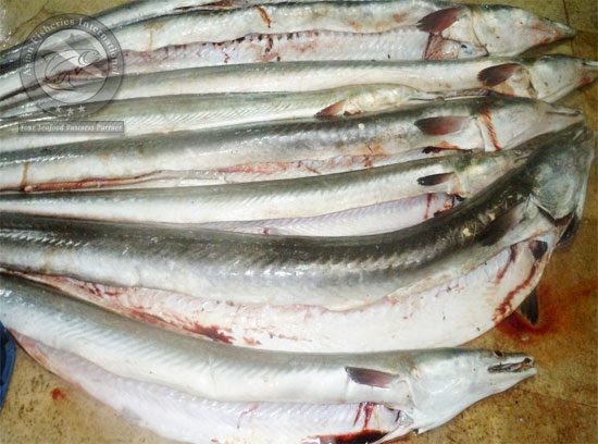 Eel Fish Gutted