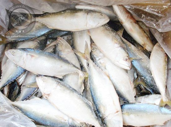Indian Mackerel