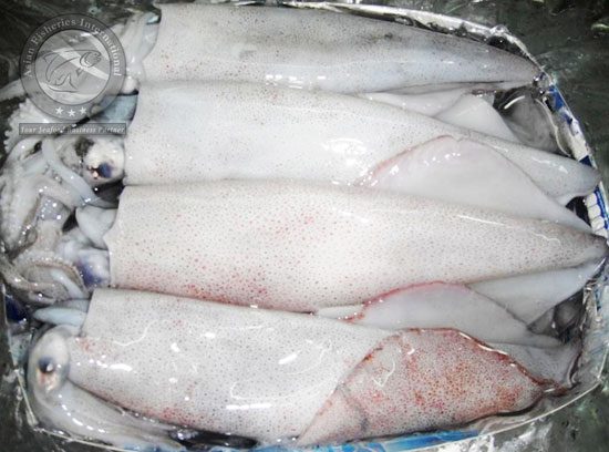 Loligo Squids