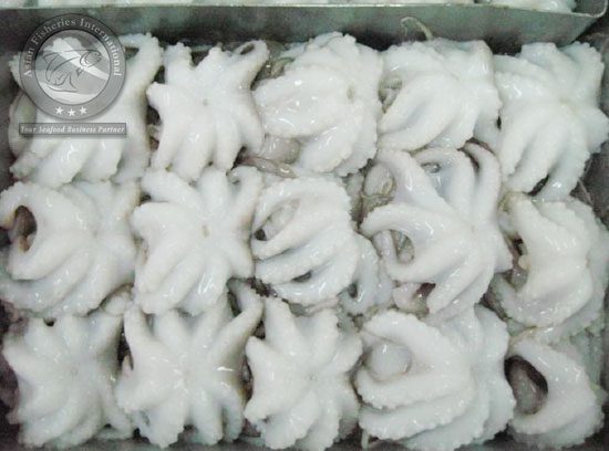 Octopus Vulgaris2