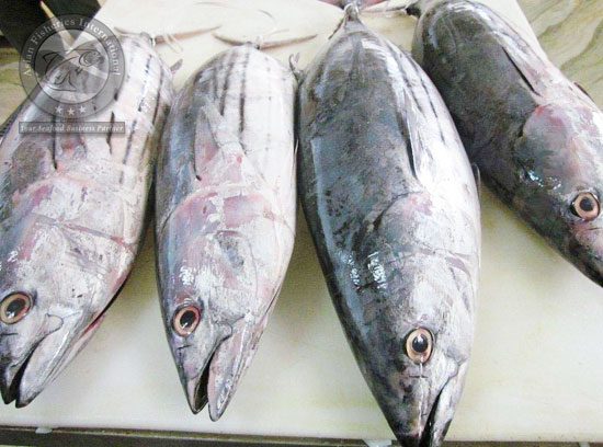 SKJ Tuna