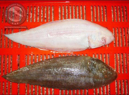 SOLE FISHES