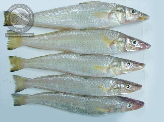 Silver Sillago