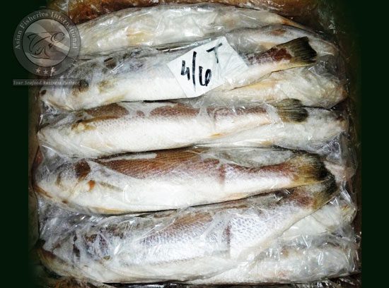 TT Croaker