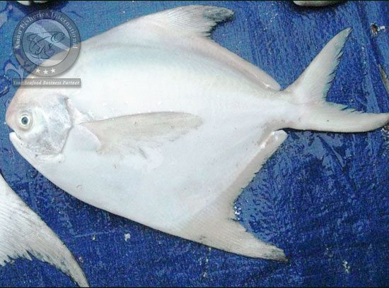WHITE POMFRET