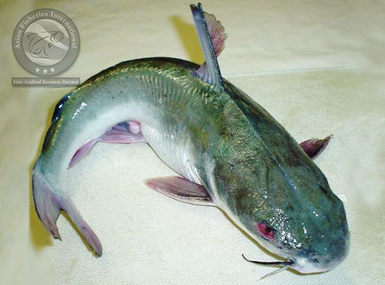 catfish