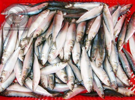 sardines