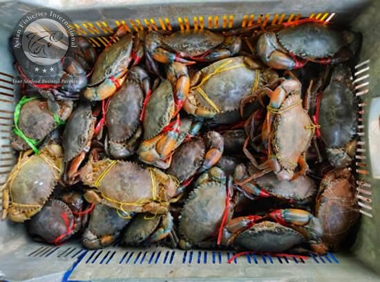 Mud Crab