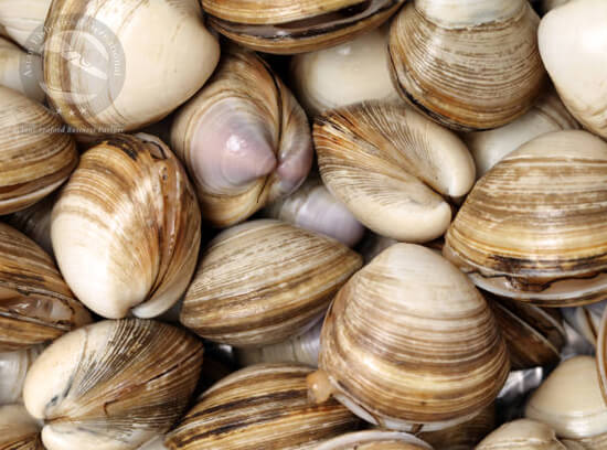 Baby Clams