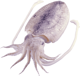 Squid (1)