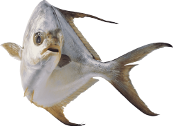 Pomfret