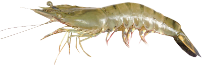 tig shrimps_PNG18265